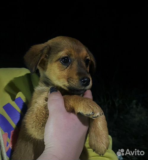Щенок в добрые руки девочка коротколапик