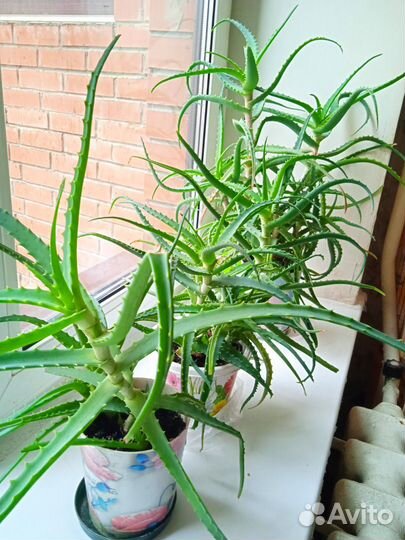 Алоэ 5-6 летние