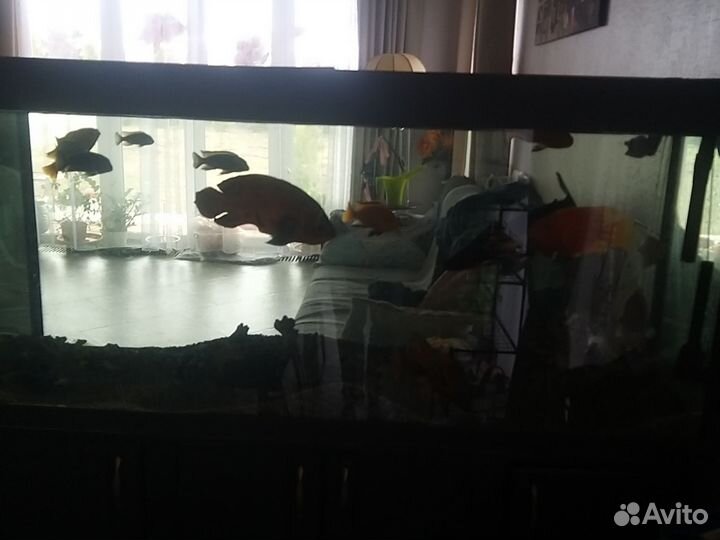 Аквариум с рыбками, тумба, насос 500 литров