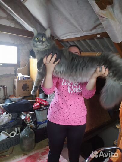 Мейн-кун вязка