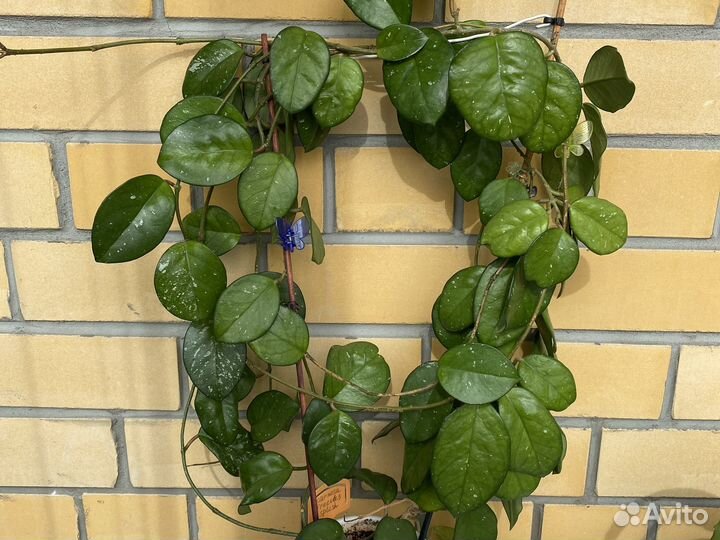 Хойя carnosa Freekles splesh