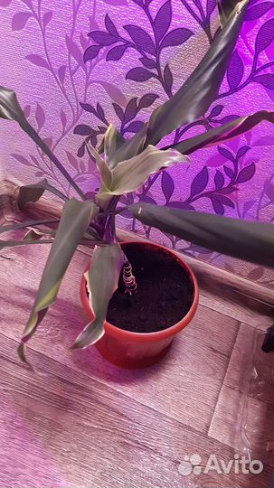 Пальма драцена