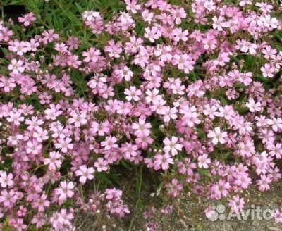 Рассада гипсофилы ползучей(многолетник)