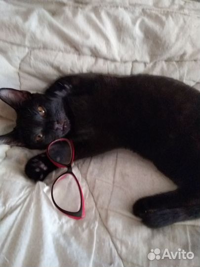Кот чёрный