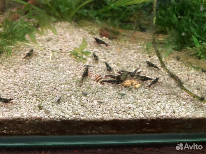 Аквариумные креветки