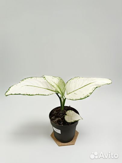 Аглонема White Joy