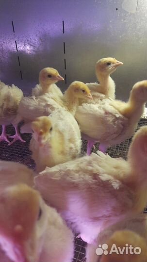 Бройлерные цыплята кобб500 Испания от 14.06, 6.07