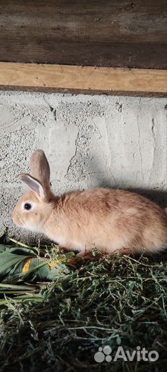 Кролик