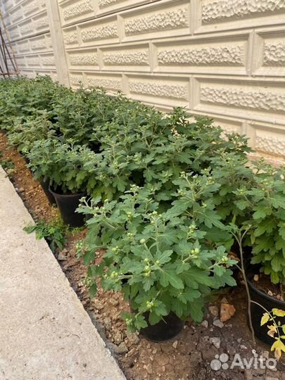 Дубочки шарообразные