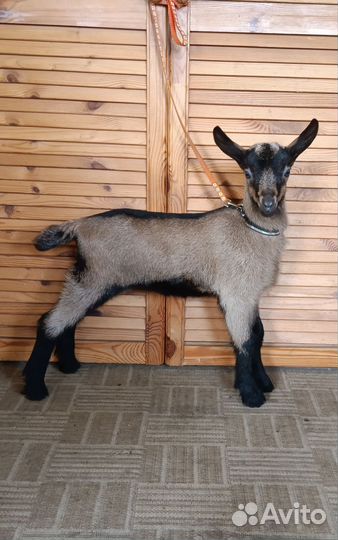 Альпийские козочки