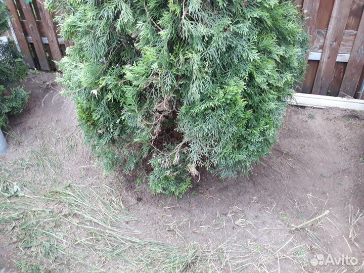 Уход за растениями