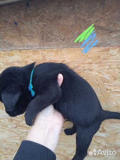 Щенки лабрадора