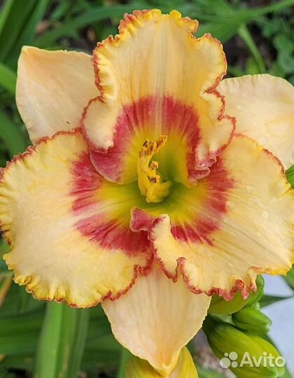 Лилейник сикс сенс