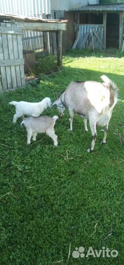 Козлята, козлик и козочки