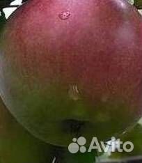 Саженцы яблони Апрельское