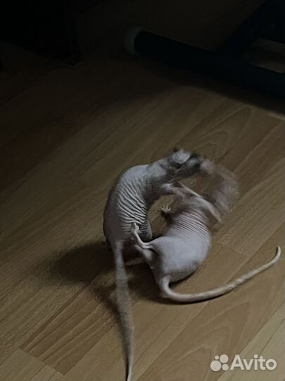 Крыса сфинкс бесплатно