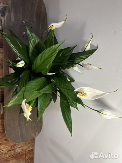 Спатифиллум Шопен