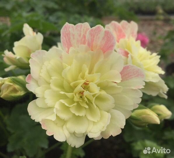 Пеларгонии