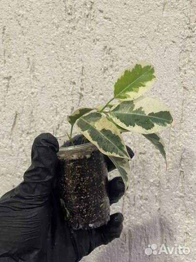 Фикус де Гантель Бенджамина