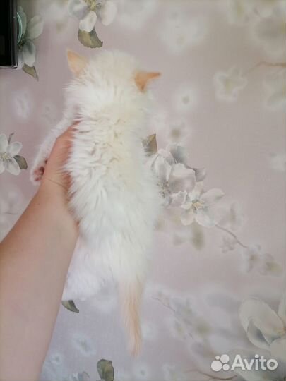 Селкирк страйт