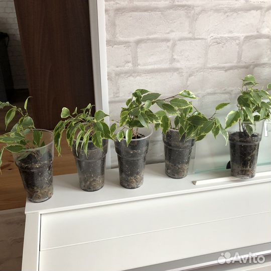 Фикус Бенджамина пестролистный