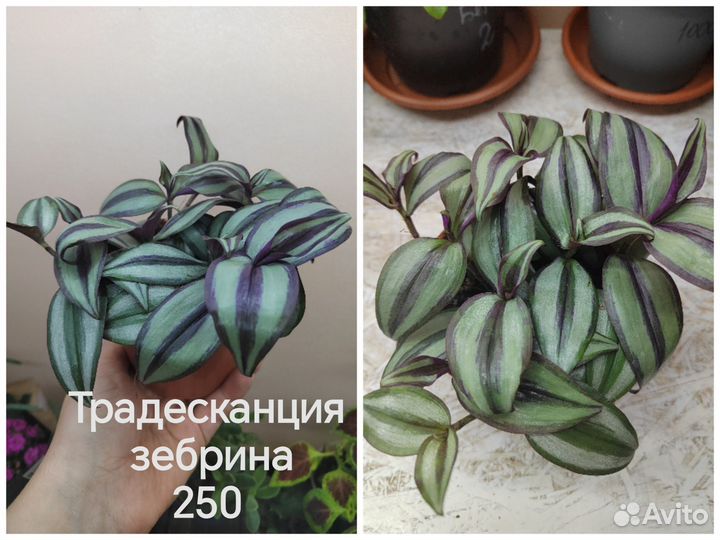 Комнатные растения