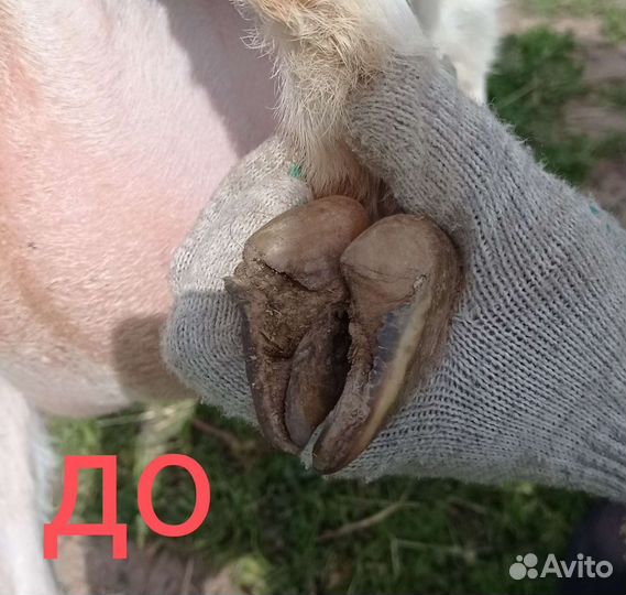 Стрижка копыт мрс, обезроживание козлят, кастрация