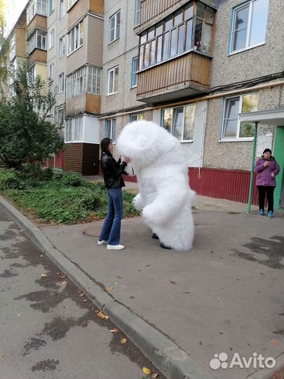 Белый мишка на поздравление