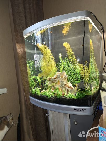 Аквариум панорамный с тумбой