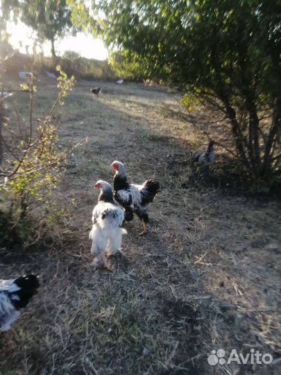 Петух брама