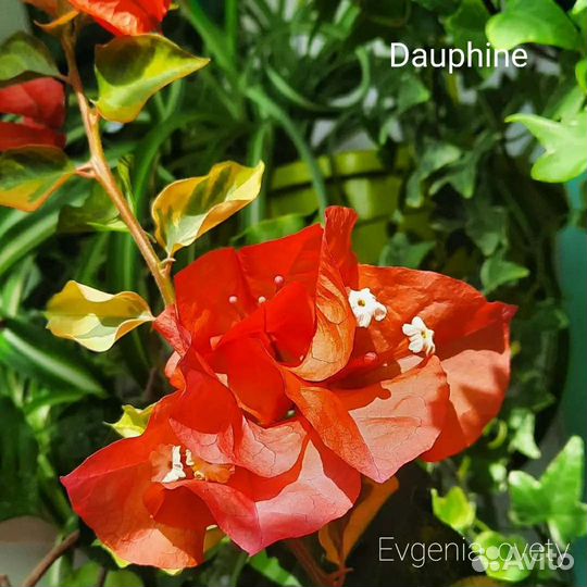 Бугенвиллия