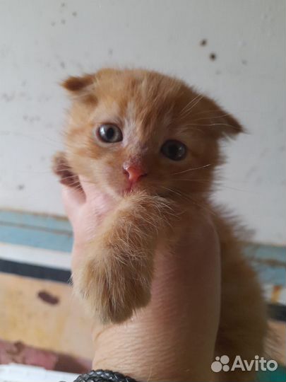 Котёнок мальчик