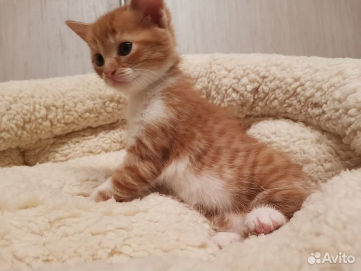Кошка и котята в добрые руки