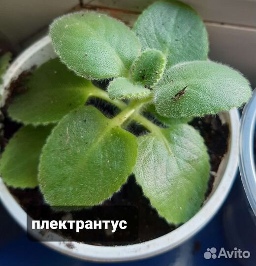 Мята комнатная и садовая