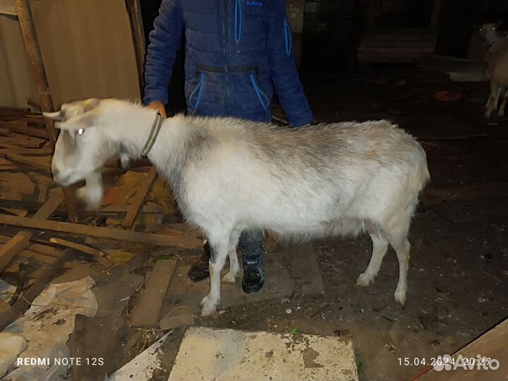 Коза заненская