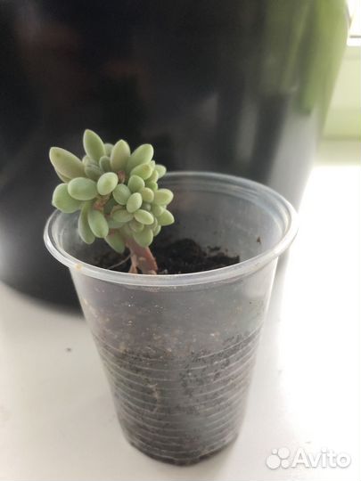 Кактусы и суккуленты