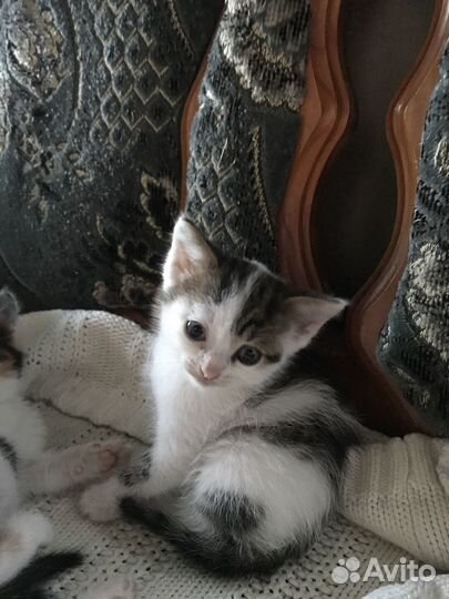 Домашние животные кошки