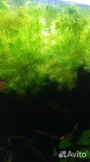 Роголистник, Пистия Гигантская