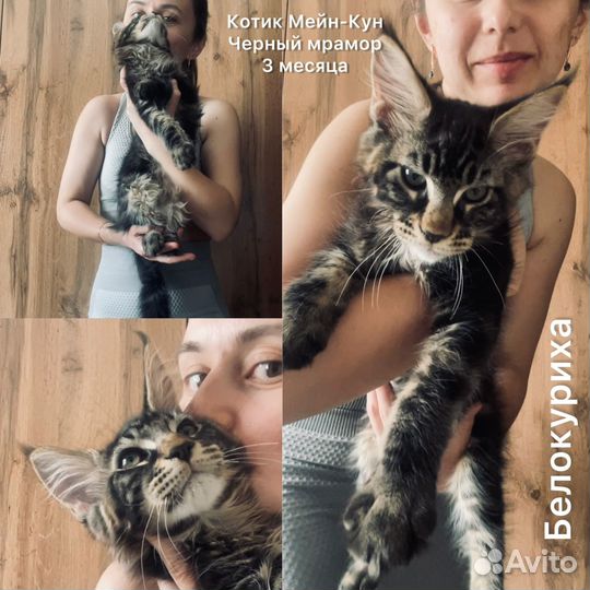 Котята мейн-кун 100%