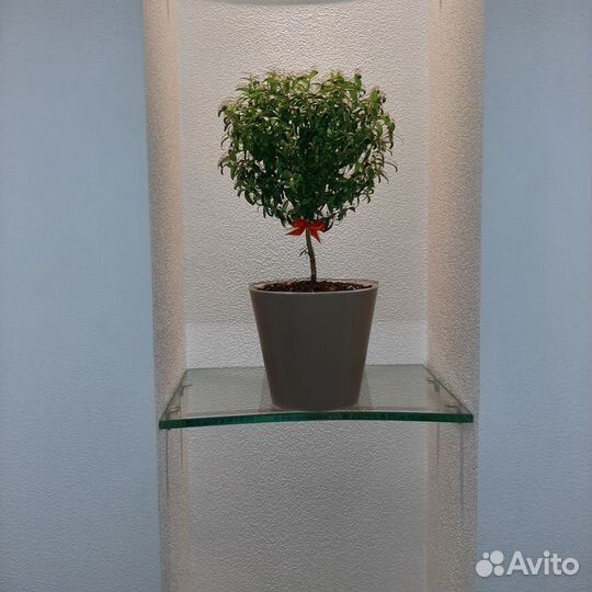 Миртовое дерево. Укоренённые черенки Мирта