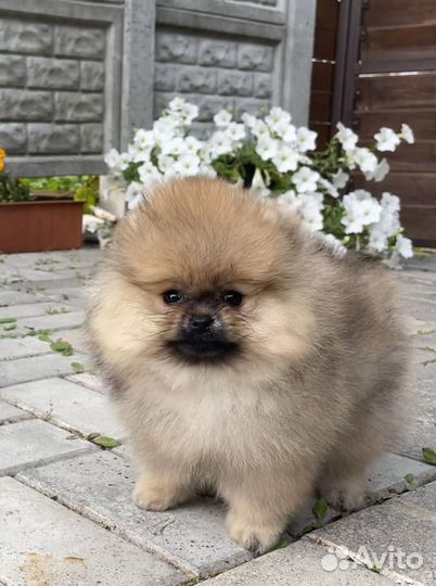Померанский шпиц мини девочка