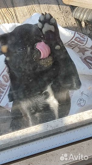 Мопс вязка мальчик