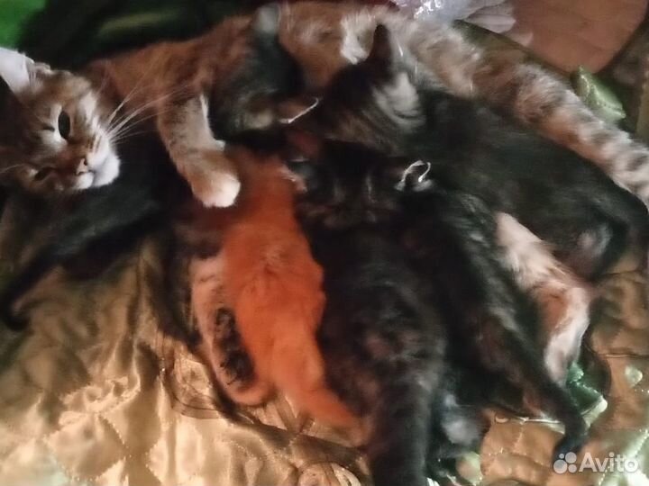 Котята мейн-кун помесь