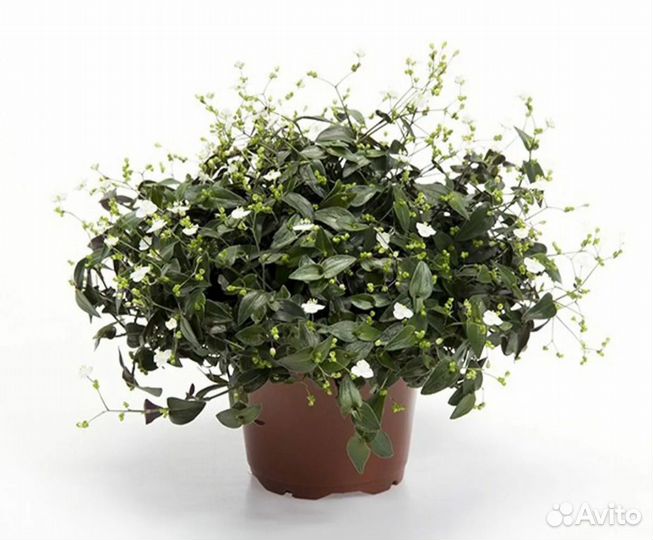 Традесканция гибазис фата невесты,каллизия зеленая