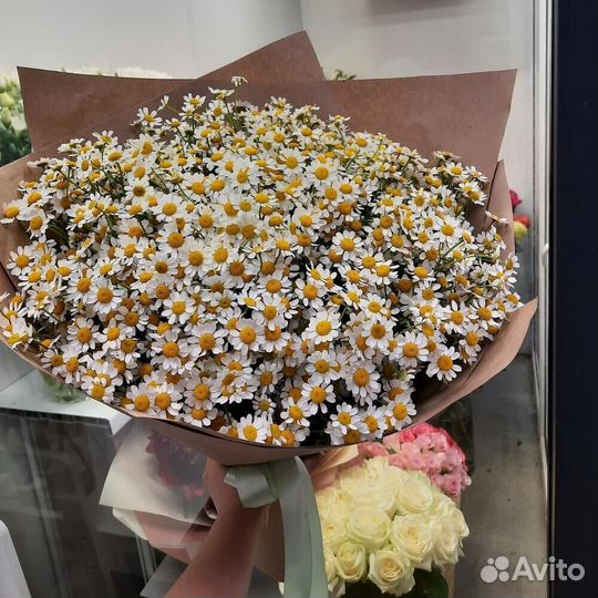 Ромашки Ромашка