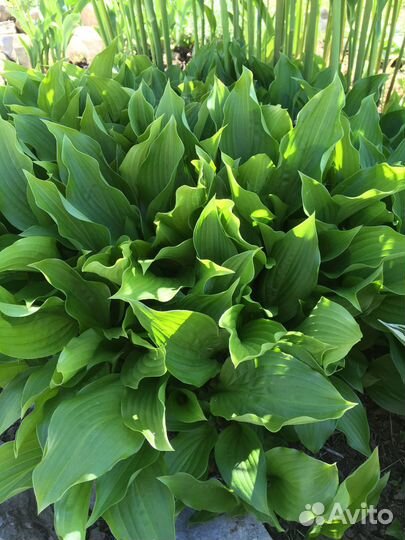 Растения для сада