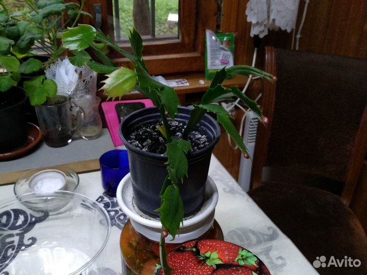 Домашние растения цветы