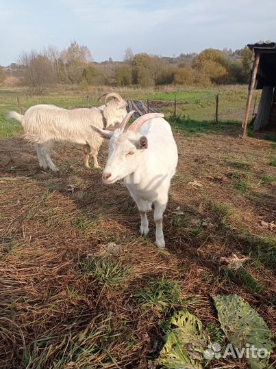 Зааненская коза 2 штуки и зааненский козел