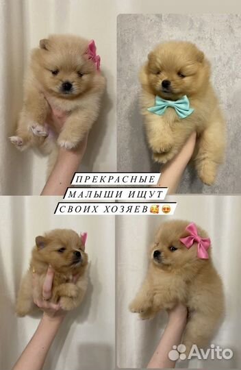 Померанский шпиц мини