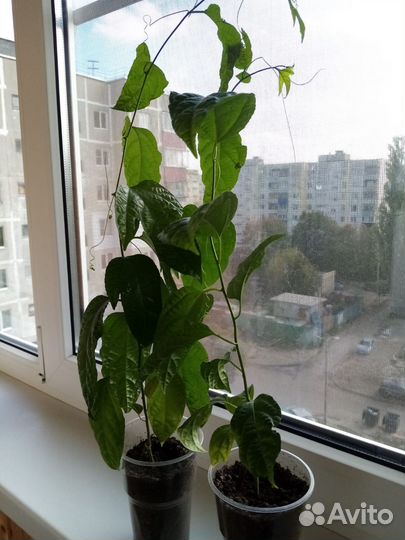 Замиокулькас